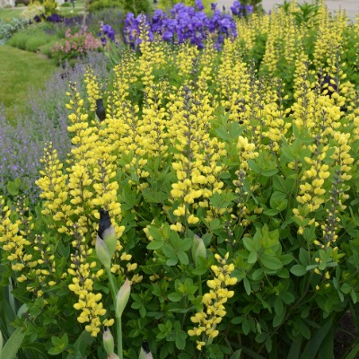 shrub-baptisia-decadence-3