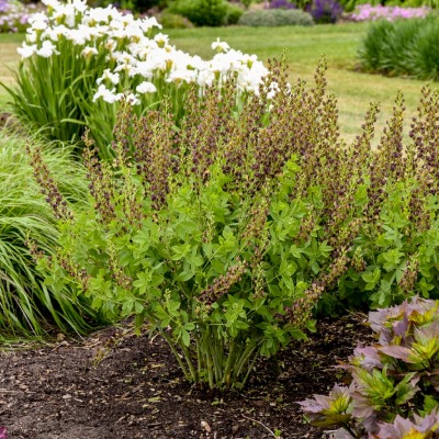 shrub-baptisia-decadence-5
