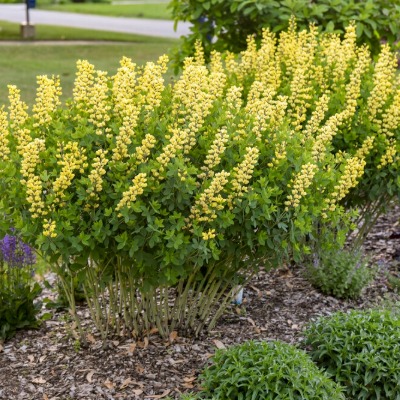 shrub-baptisia-decadence-7