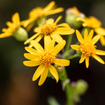 shrub-golden-ragwort-2