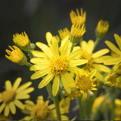 shrub-golden-ragwort-4