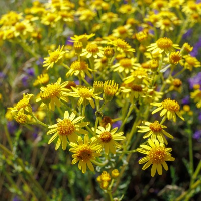 shrub-golden-ragwort-5