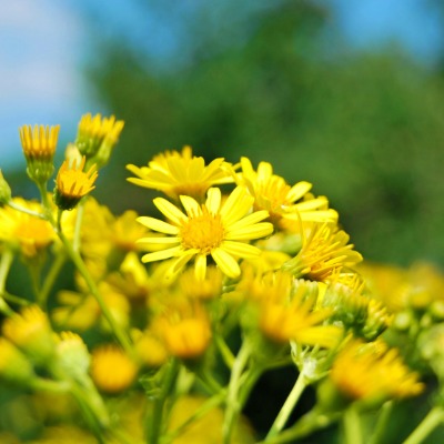 shrub-golden-ragwort-6