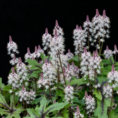 shrub-tiarella-cordifolia-2