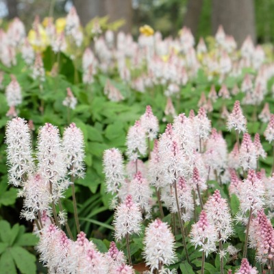 shrub-tiarella-cordifolia-3