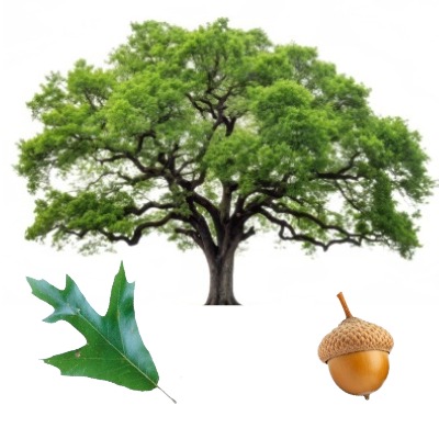 southernoak