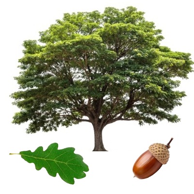 swampwhiteoak