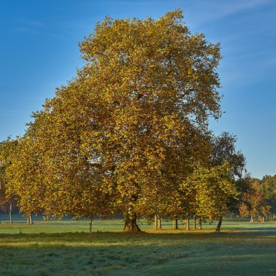 sycamore1