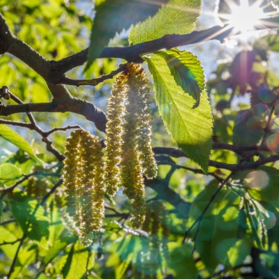 tree-american-hornbeam-4