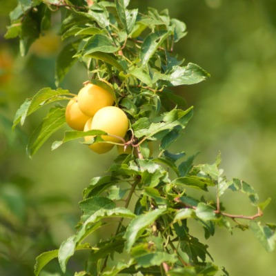 tree-american-plum-16