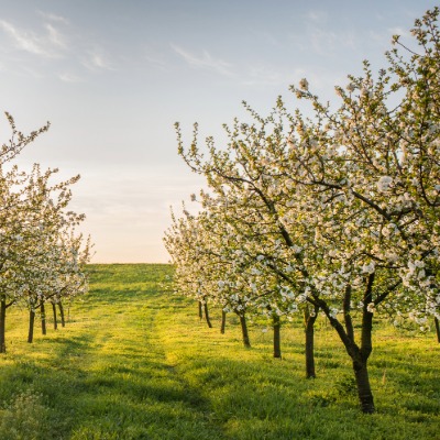 tree-american-plum-2