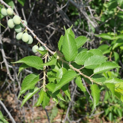tree-american-plum-6