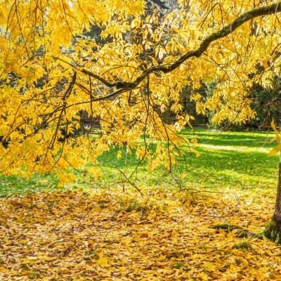 tree-bitternut-hickory-11