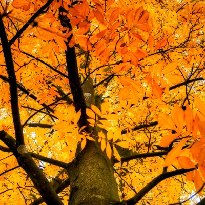 tree-bitternut-hickory-12