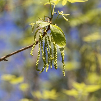 tree-bitternut-hickory-14