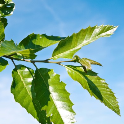 tree-chestnut-oak-7