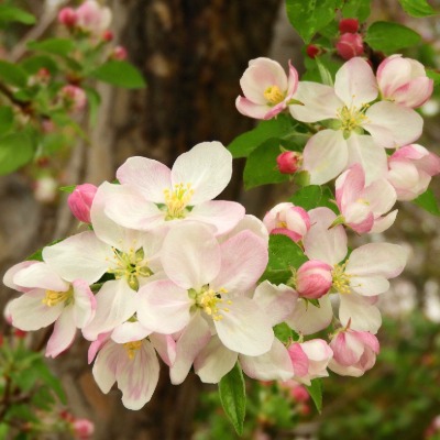 tree-crabapple-2
