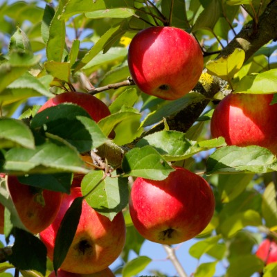 tree-crabapple-3