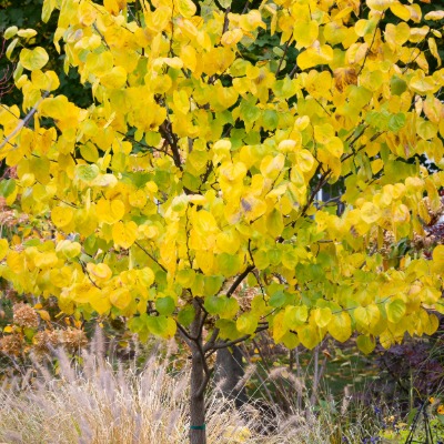tree-eastern-redbud-1