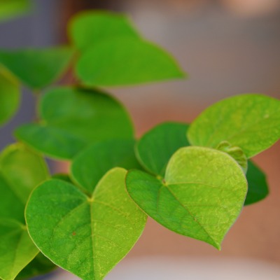 tree-eastern-redbud-6