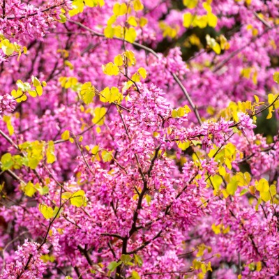 tree-eastern-redbud-7