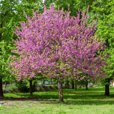 tree-eastern-redbud-8