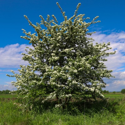 tree-green-hawthorn-8
