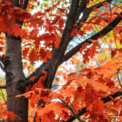 tree-northern-red-oak-4