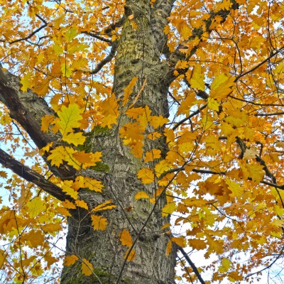tree-northern-red-oak-7