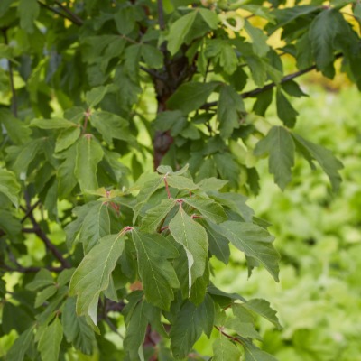 tree-paperbark-maple-4