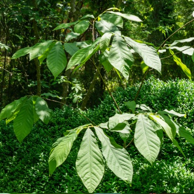 tree-pawpaw-3