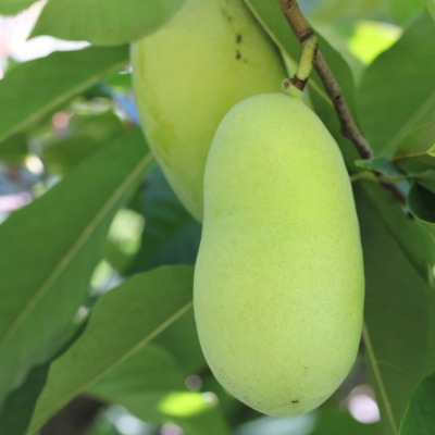 tree-pawpaw-9
