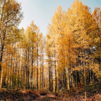 tree-pitch-pine-2