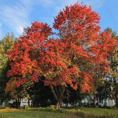 tree-red-maple-1