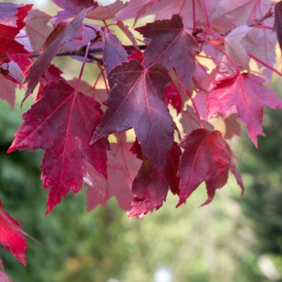 tree-red-maple-10