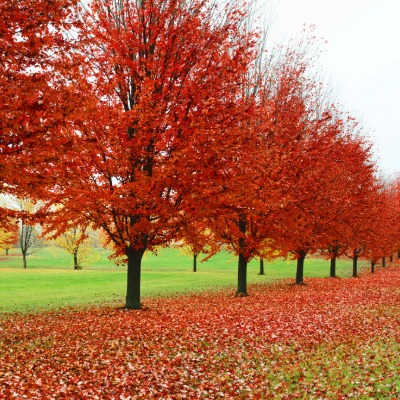 tree-red-maple-11