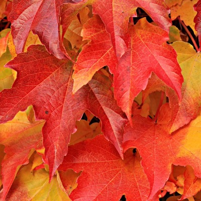 tree-red-maple-5