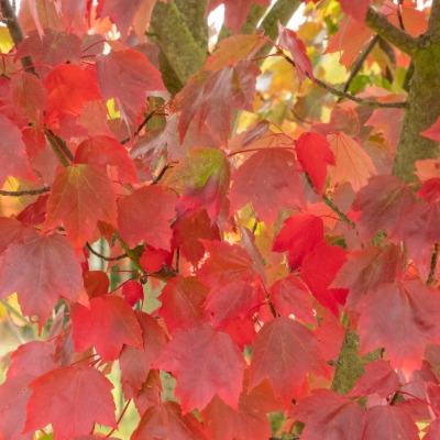 tree-red-maple-6