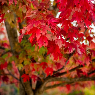 tree-red-maple-7