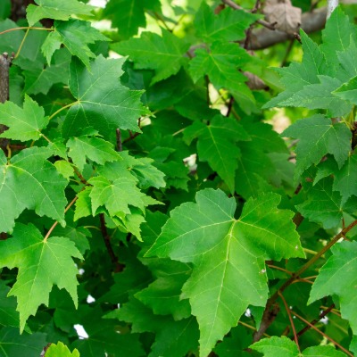 tree-red-maple-8