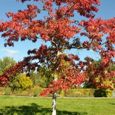 tree-scarlet-oak-2