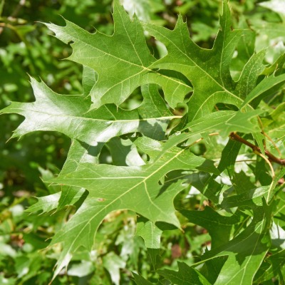 tree-scarlet-oak-3