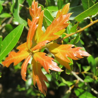 tree-scarlet-oak-9