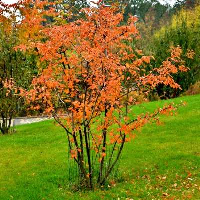 tree-serviceberry-15
