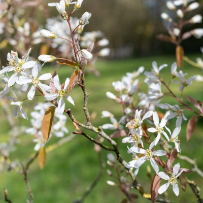 tree-serviceberry-3