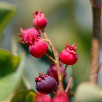 tree-serviceberry-4