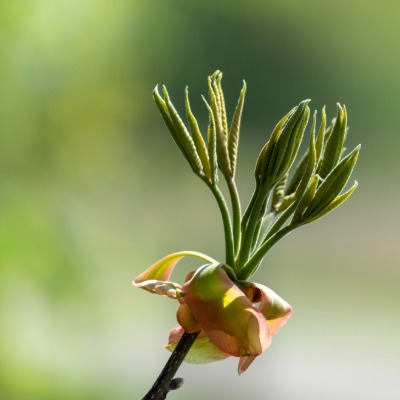 tree-shagbark-hickory-11