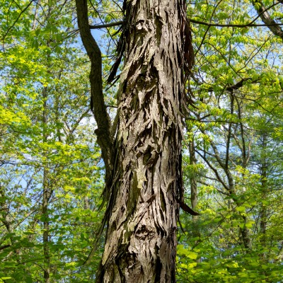 tree-shagbark-hickory-14