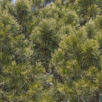 tree-shortleaf-pine-1