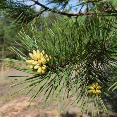 tree-shortleaf-pine-6